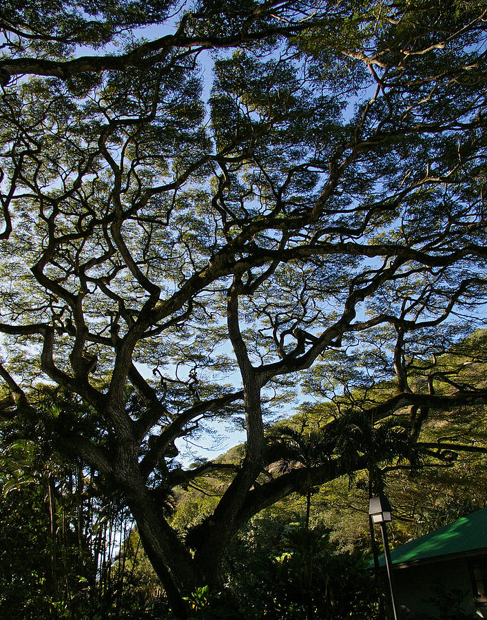 Tree Photograph - Hawaiian Shade by Christine Burdine
