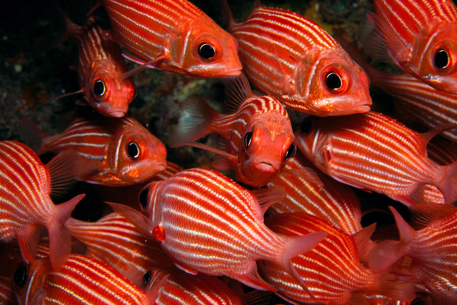 Hawaiian Squirrelfish by Ed Robinson - Printscapes