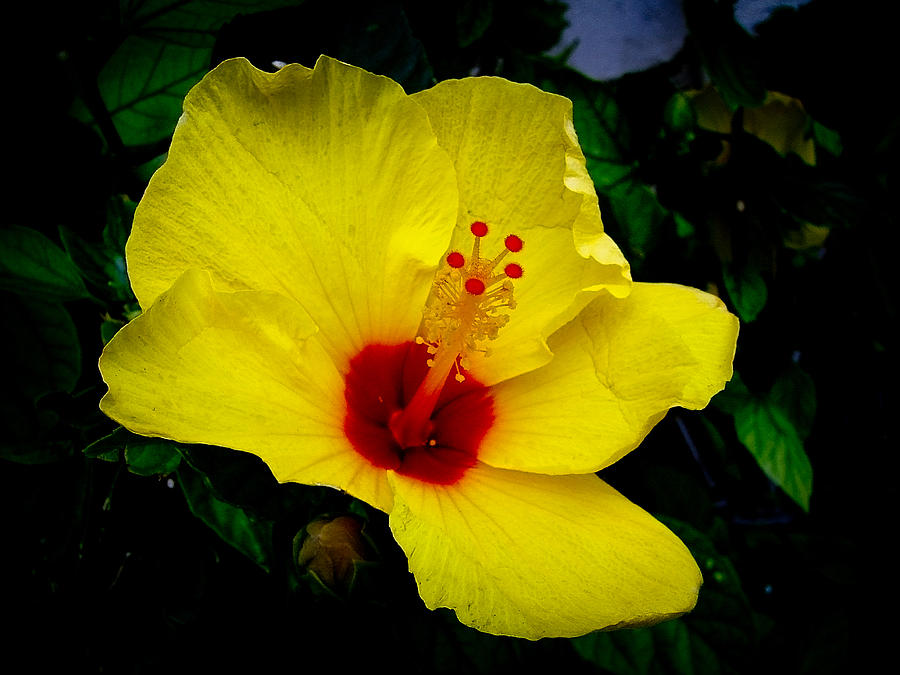 Hawaiian Yellow Hibiscus Photograph by Athena Mckinzie
