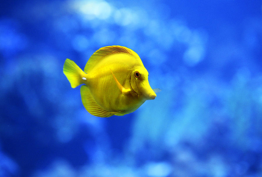 Hawaiian Yellow Tang Fish Photograph by Marilyn Hunt