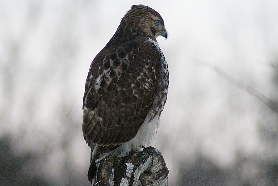 Hawk 1 Photograph by Joe Faherty