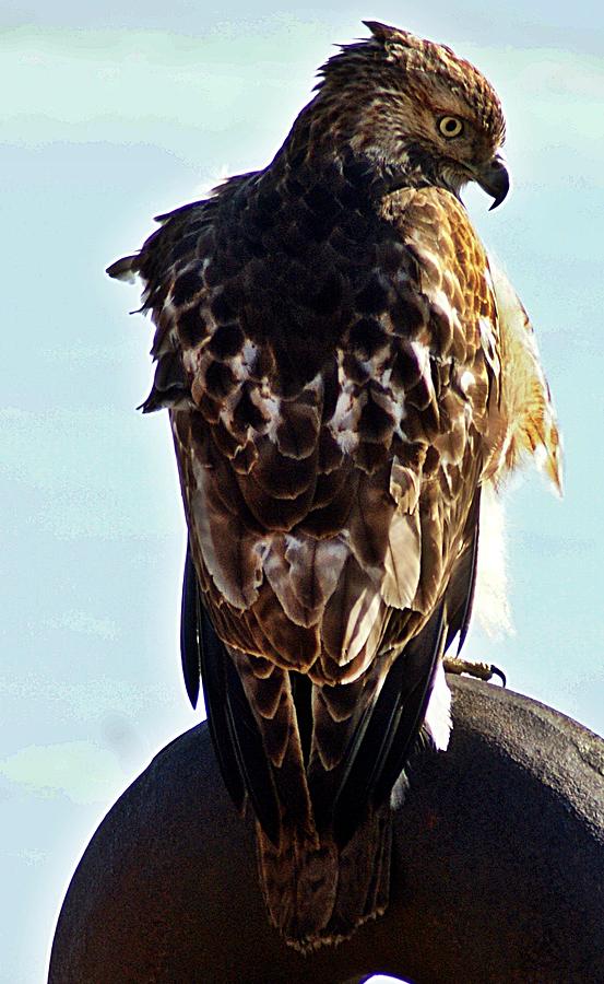 Hawk 3 Photograph by Joe Faherty