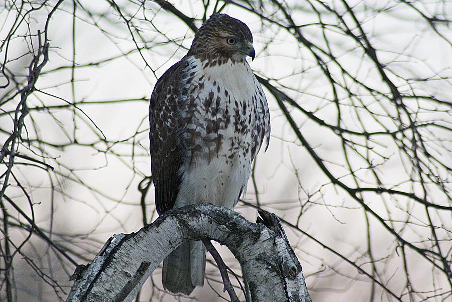 Hawk 5 Photograph by Joe Faherty