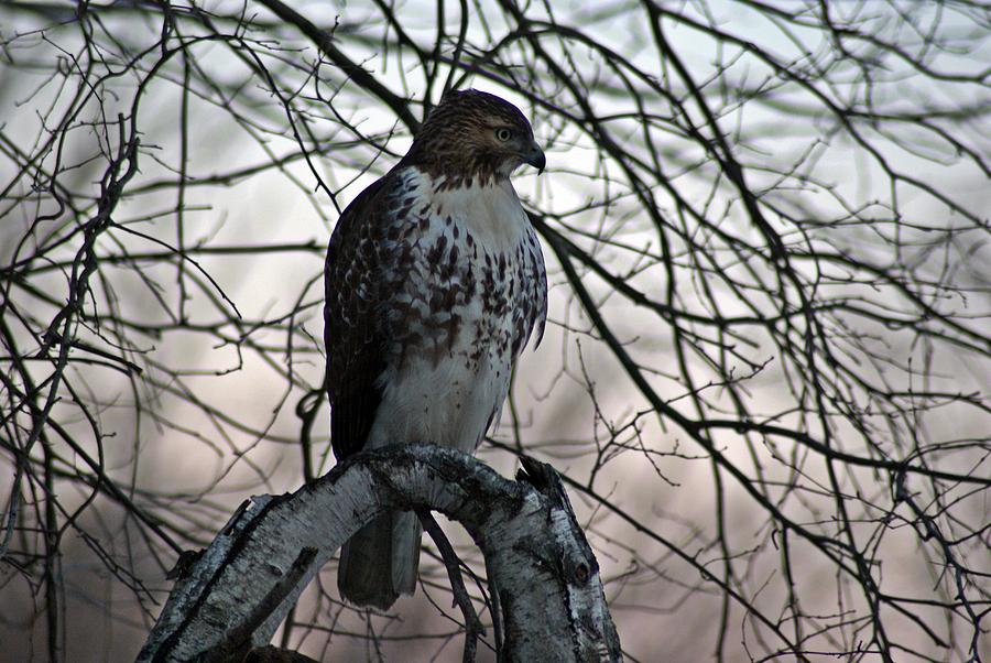 Hawk 6 Photograph by Joe Faherty
