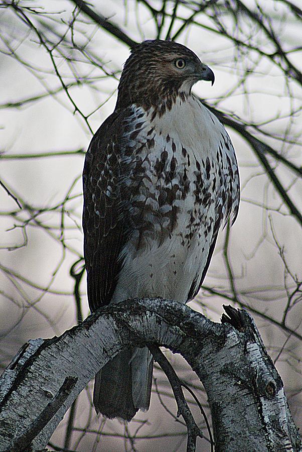 Hawk 7 Photograph by Joe Faherty