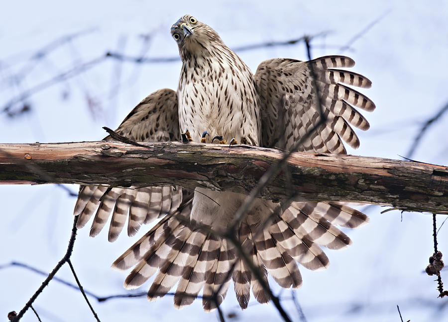 Hawk Antics Photograph by Bonnie Barry