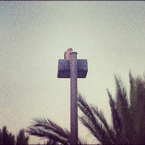 Orlando Photograph - #hawk #birdofprey #birdwatching by James Roberts