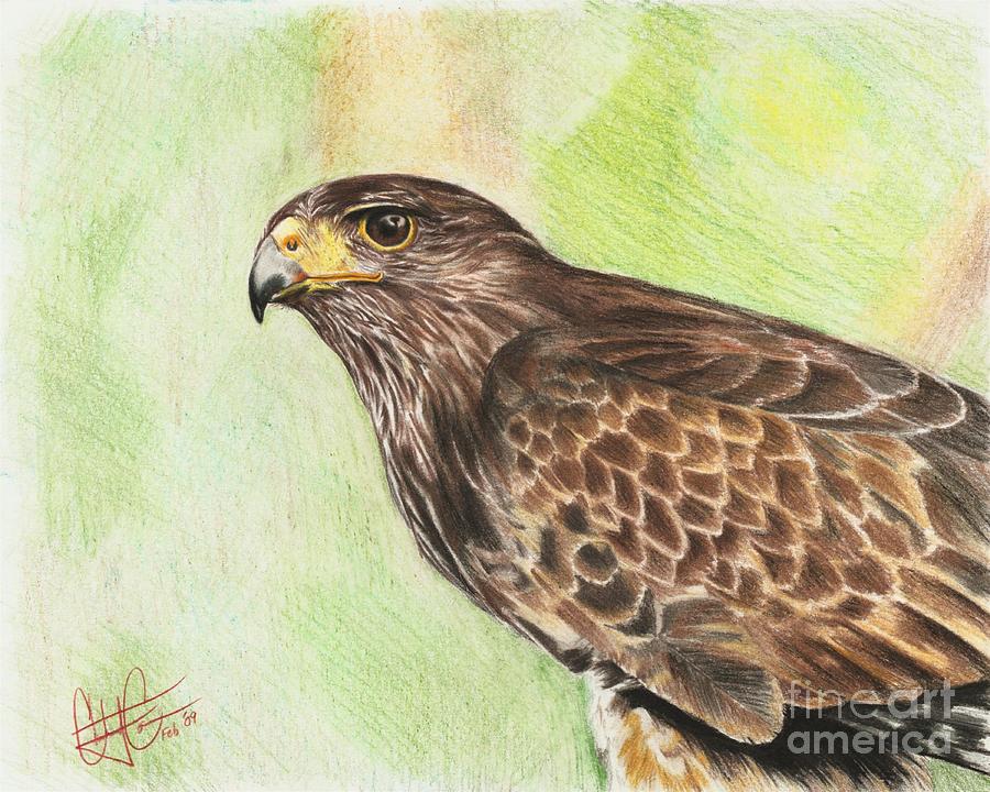 Hawk Drawing Color