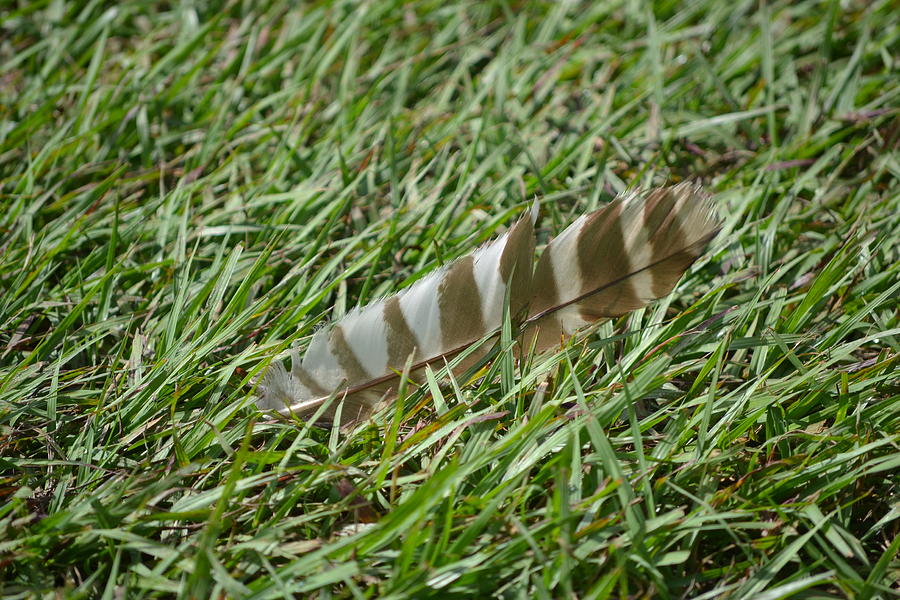 Hawk Feather Photograph by Katrina Johns - Fine Art America