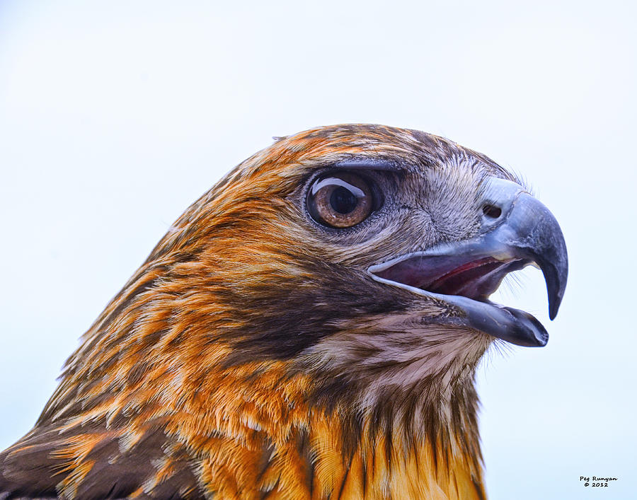Hawk Head Photograph by Peg Runyan