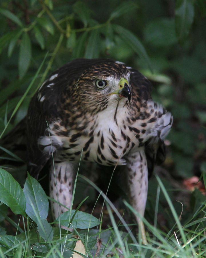 Hawk in the bushes Photograph by Doris Potter