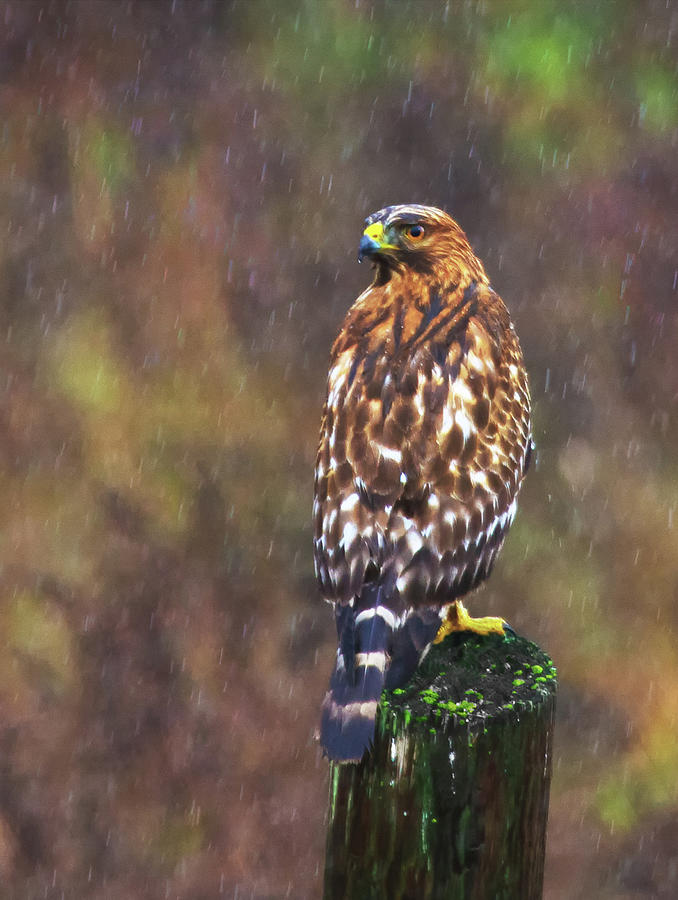 Hawk in the Rain Photograph by Beth Sargent