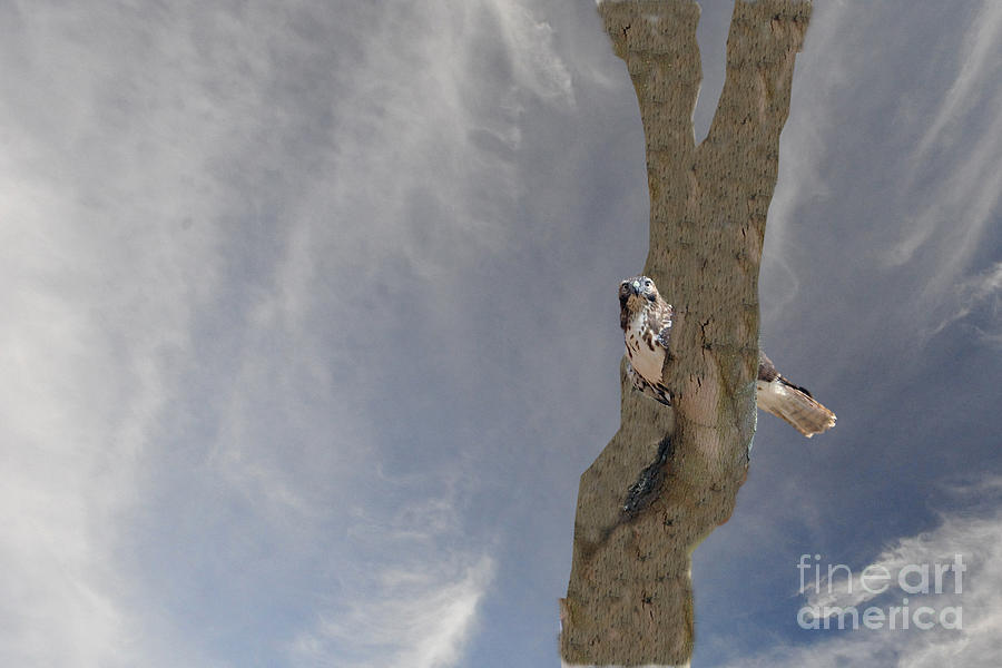 Hawk in tree Photograph by Dan Friend