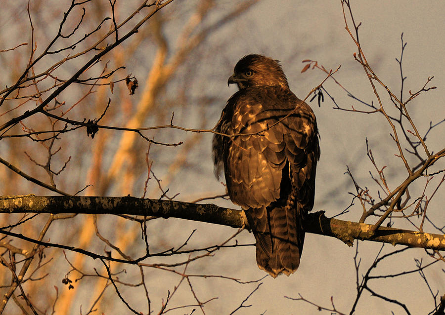 Hawk Photograph - Hawk by Lawrence Christopher