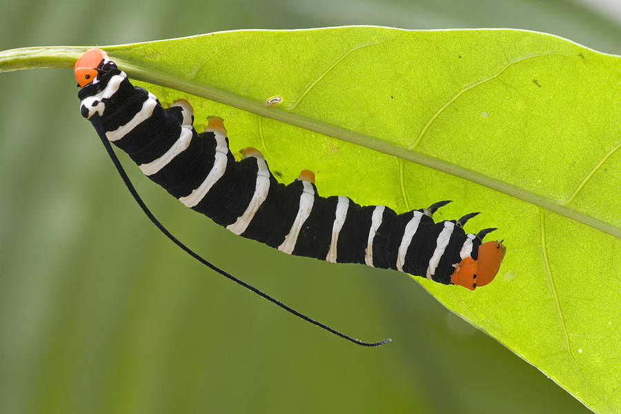 Hawk Moth Caterpillar Guyana Photograph by Piotr Naskrecki