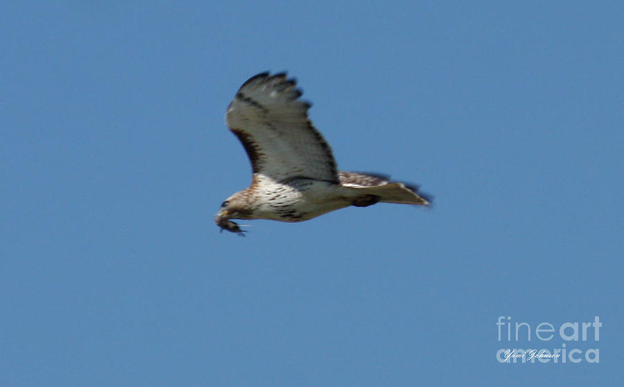 Hawk on flight Photograph by Yumi Johnson