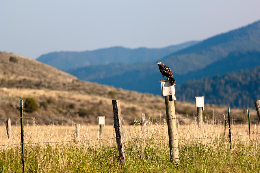 Idaho Photograph - Hawk on Pole by Chris Fullmer Idaho Photograph - Hawk on Pole by Chris Fullmer