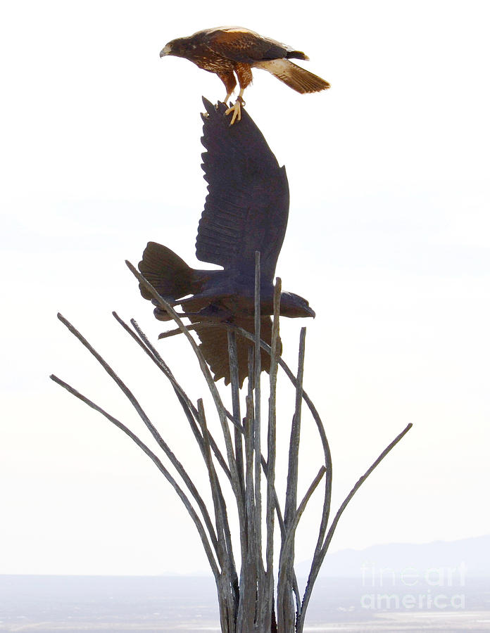 Hawk on statue Photograph by Rebecca Margraf