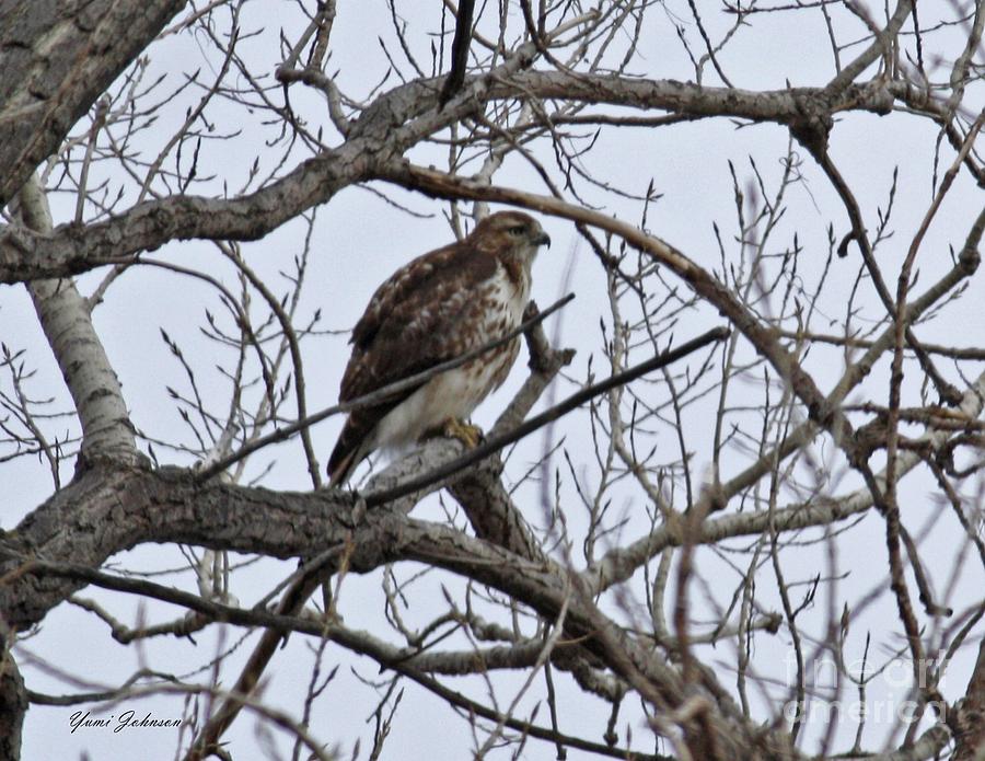 Hawk on watch Photograph by Yumi Johnson