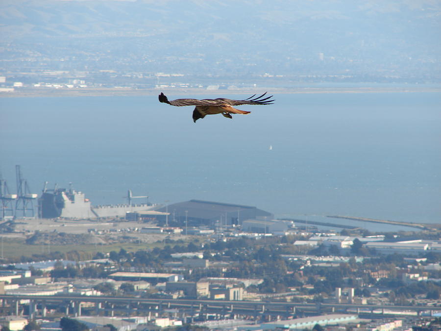 Hawk Over The City Photograph