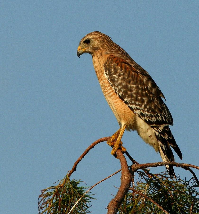 Hawk Profile Photograph By Pmg Images - Fine Art America