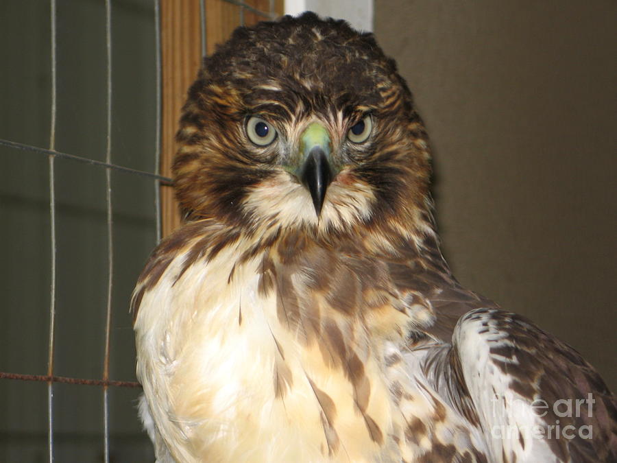 Hawk Resting . in chicken house after he broke in and dined on a hen Photograph by Renee Trenholm