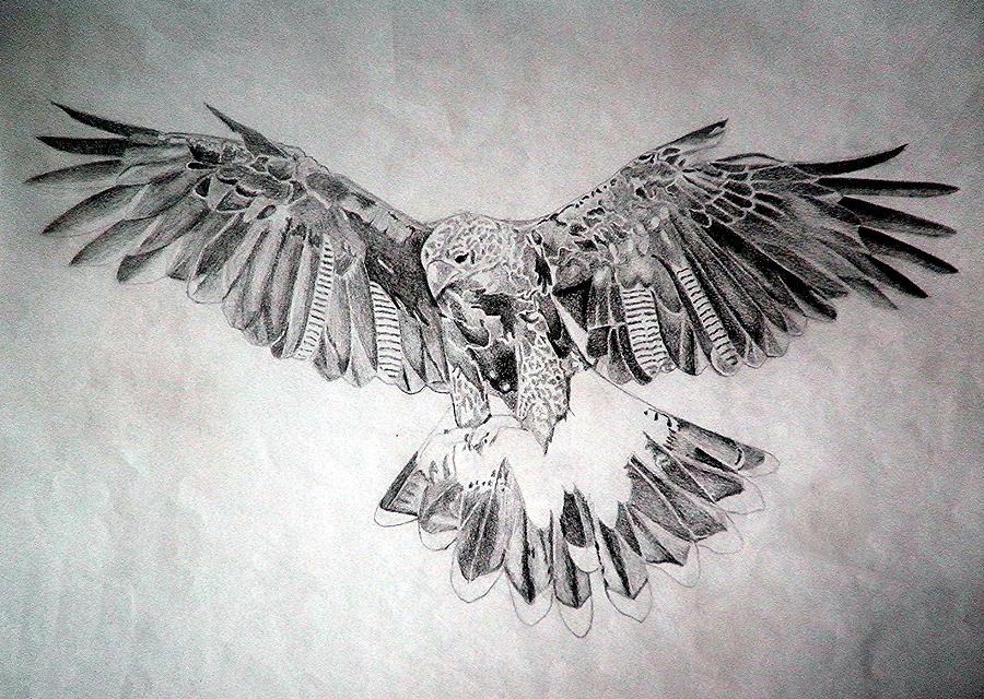 Hawk Drawing by Robert Lance Fine Art America