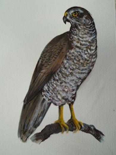 Hawk Painting by Ruth Meaders - Fine Art America