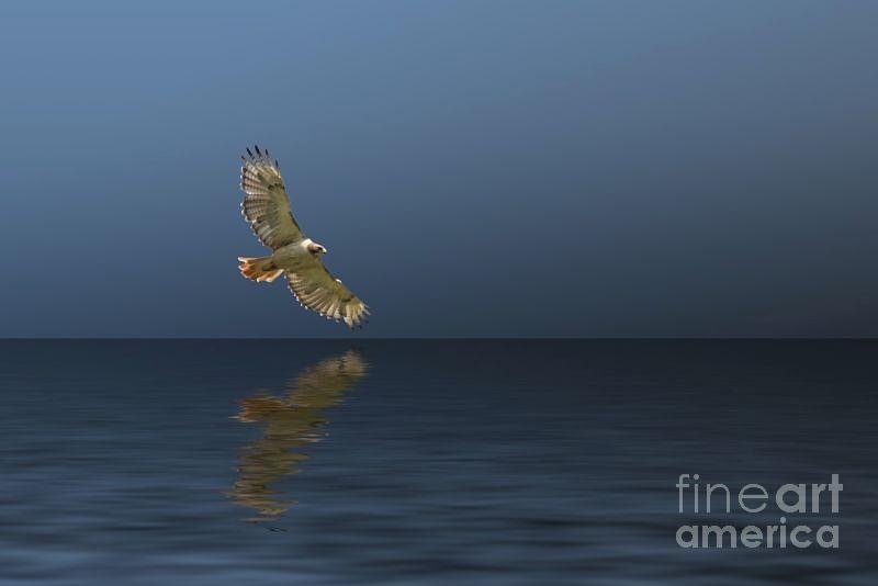 Hawk Soaring Over Water Photograph by Pete Klinger