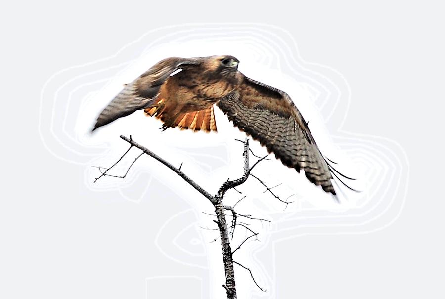 Hawk Digital Art - Hawk Taking Flight by Don Mann
