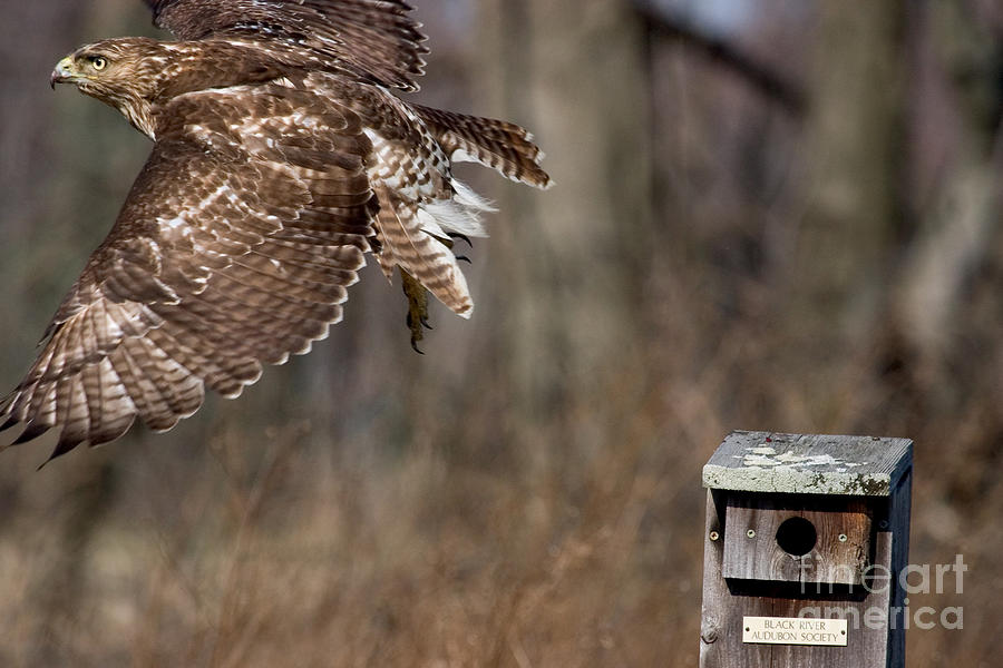 Hawk taking Flight Photograph by Jeannette Hunt