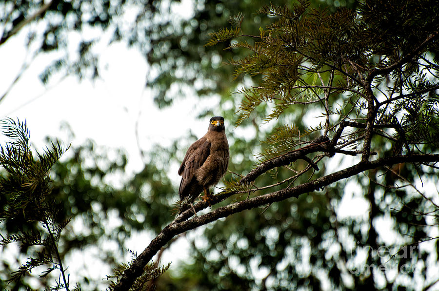Hawk Photograph by Venura Herath