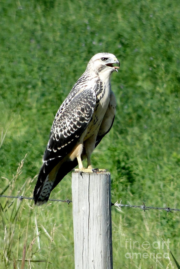 Hawk Warning III Photograph by Al Bourassa - Pixels