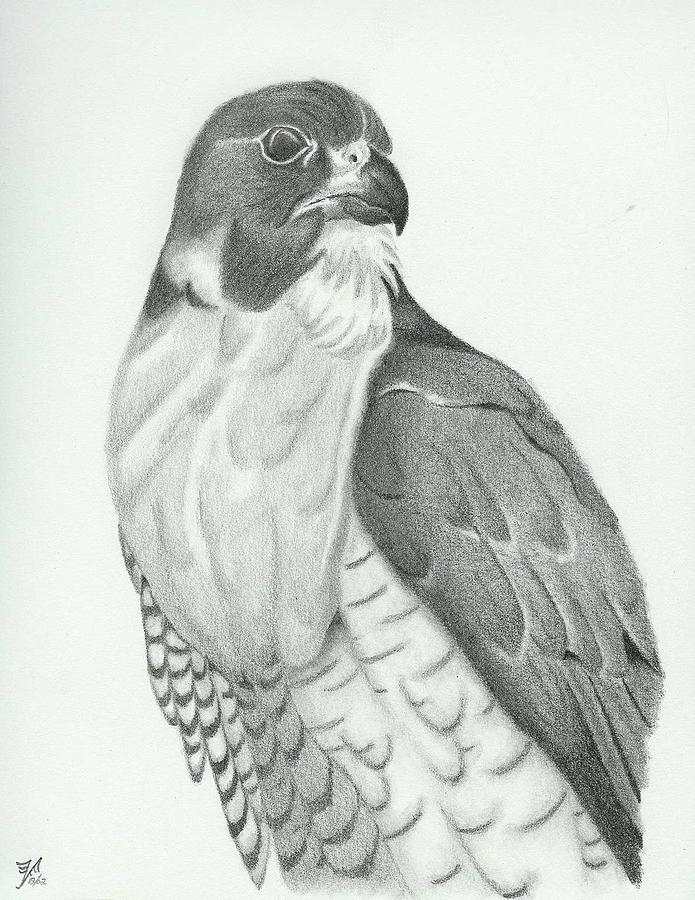 Hawk Drawing