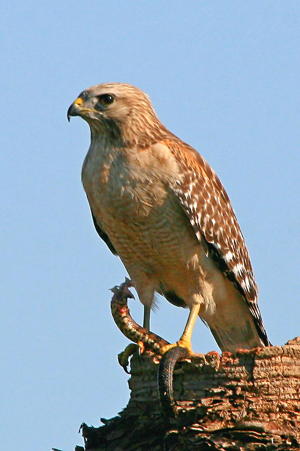 Hawk With Snake Photograph By Ira Runyan - Fine Art America