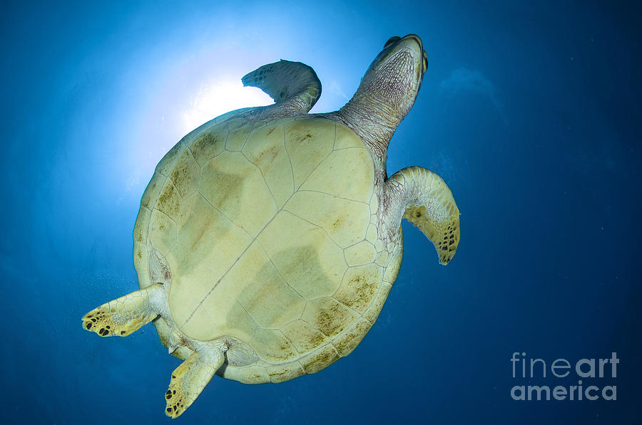 Hawksbill Sea Turtle Belly, Australia Photograph