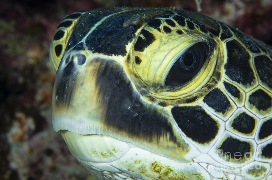 Hawksbill Sea Turtle Portrait Photograph by Todd Winner