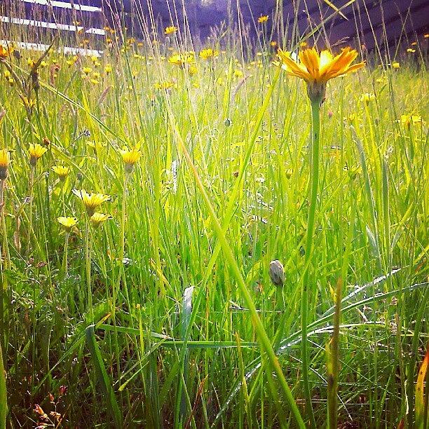 Summer Photograph - #hawkweed ... #wildflowers #grasses by Linandara Linandara