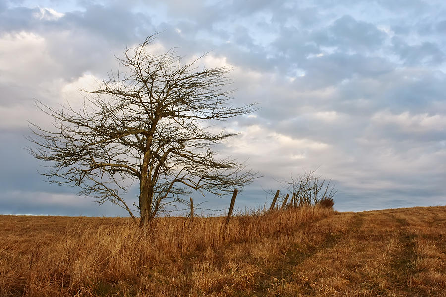 Hawthorne Tree and Hedgerow at Big Yellow Mountain Photograph by Keith ...