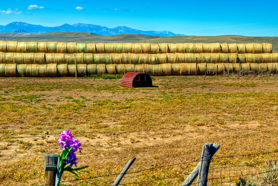Hay Bale Corsage Photograph by Harry Strharsky