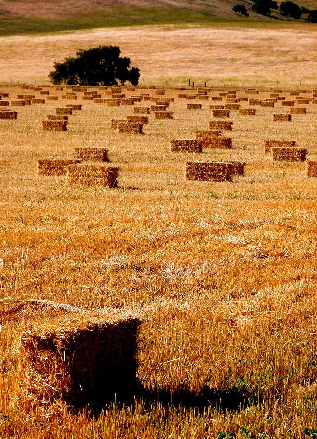 Hay Bales in Field Vertical Photograph by Jeff Lowe