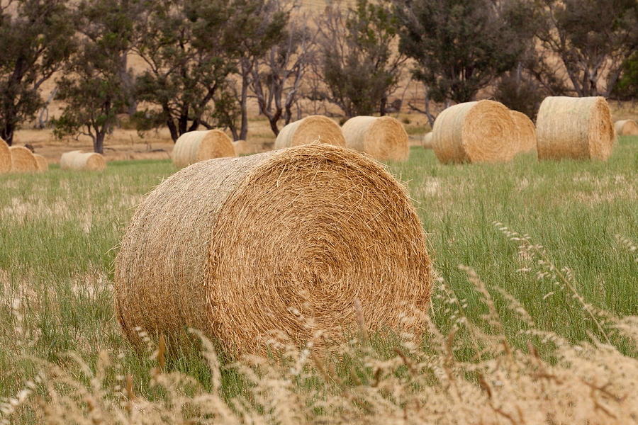 Hay Bales Photograph by Michelle Wrighton