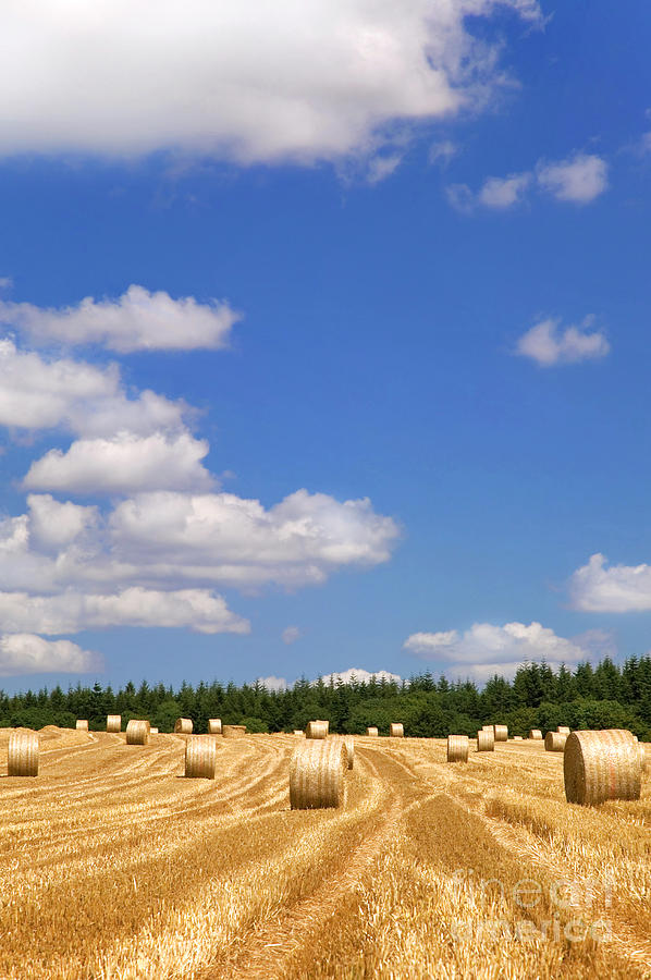 Hay bales Photograph by Richard Thomas | Fine Art America