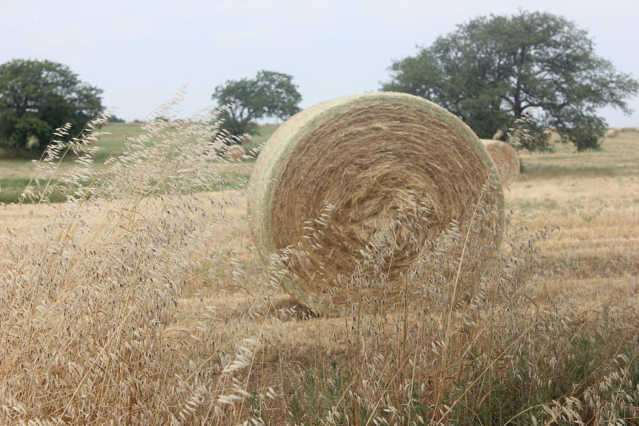 Hay Days in Texas Photograph by Shawn Hughes