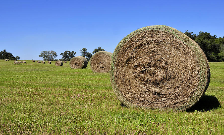 Landscape Photograph - Hay Field by David Lee Thompson