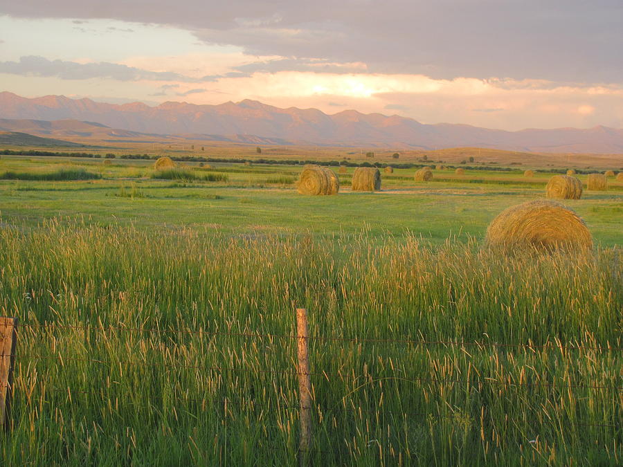 Hay Field Series Photograph by Pam Fleming - Fine Art America