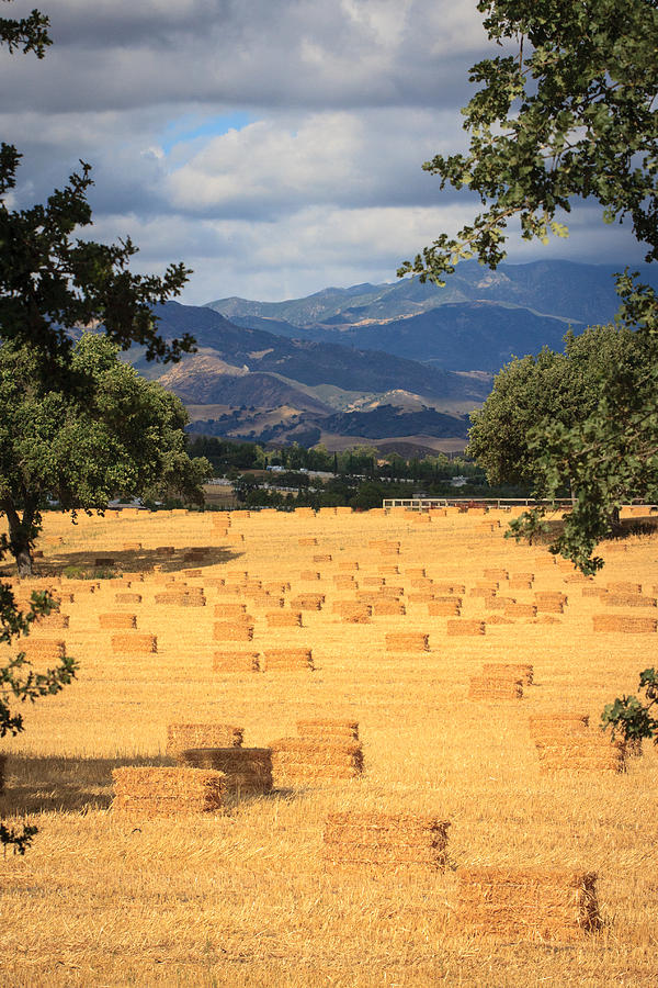 Hay Field With Mountain Background Photograph by Dina Calvarese