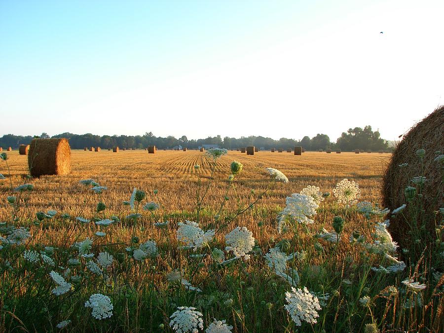 Hay Rolls and Queen Annes Lace at Sunrise Mixed Media by Bruce Ritchie