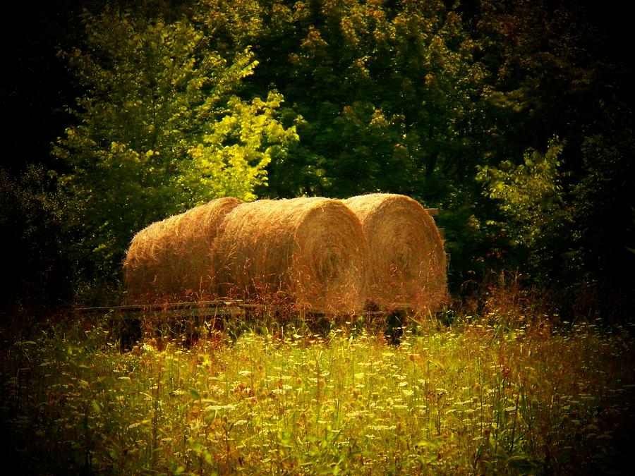 Hay Rolls in the Field Photograph by Joyce Kimble Smith