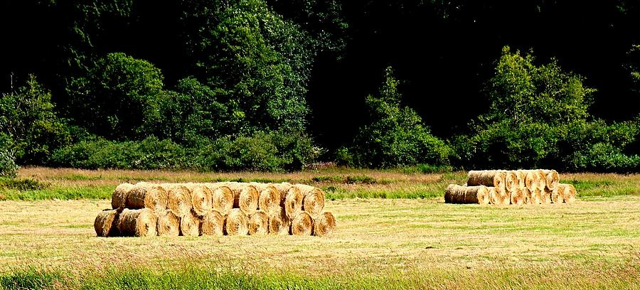 Hay Rolls Photograph by Nick Kloepping